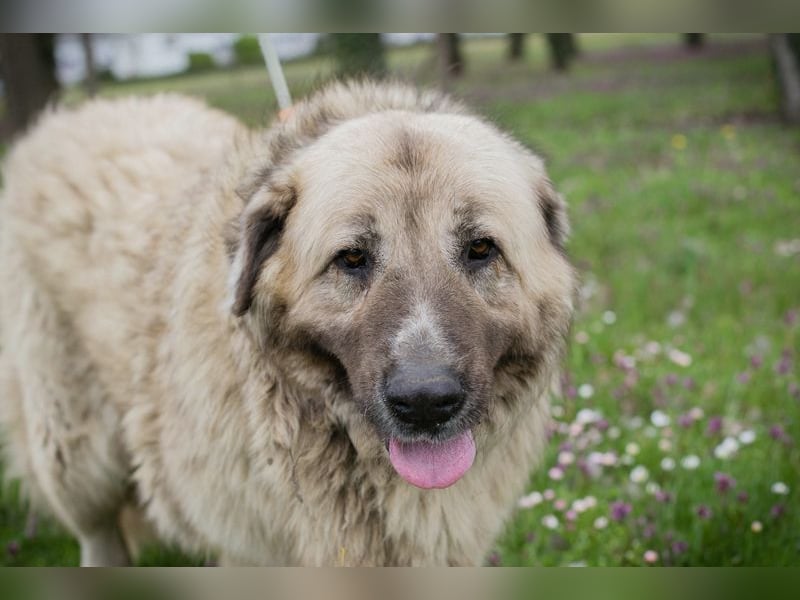 Chip 142970 sucht ein Zuhause