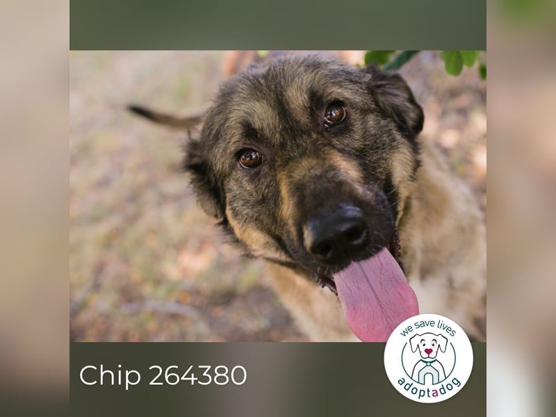 Chip 264380 sucht ein Zuhause