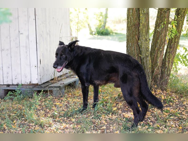 Mino: Stark, treu und voller Liebe