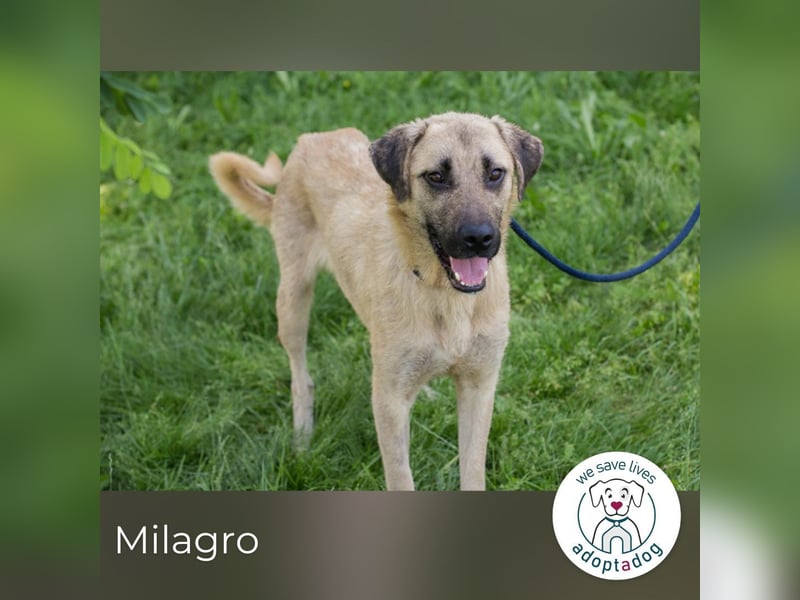 Milagro sucht ein Zuhause