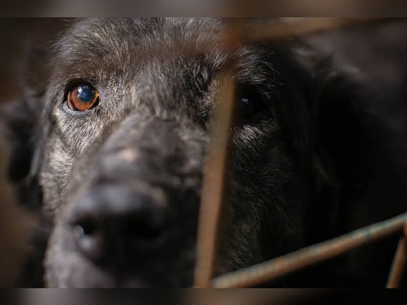 Orion: Schwanzwedelnd unterwegs