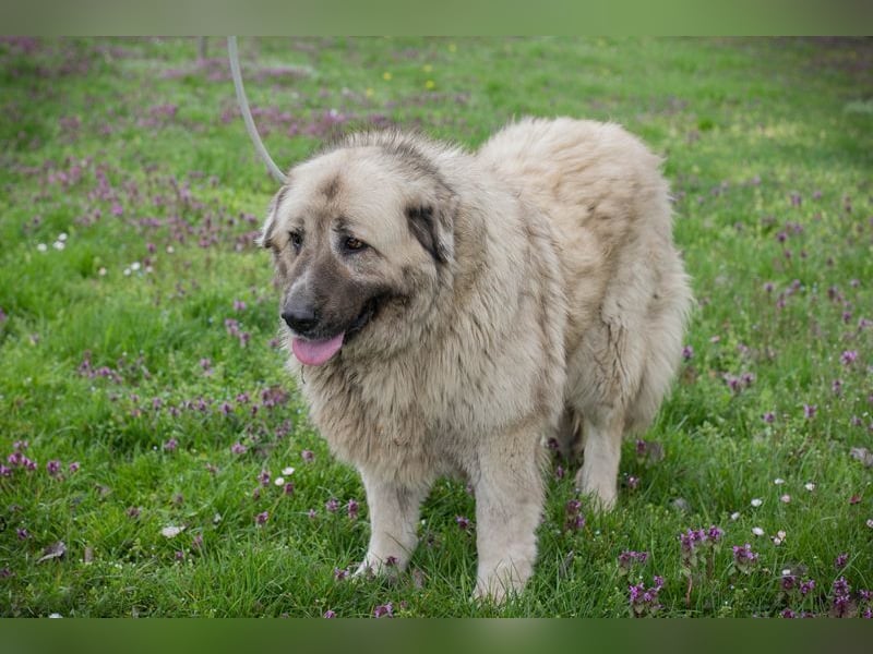 Chip 142970 sucht ein Zuhause