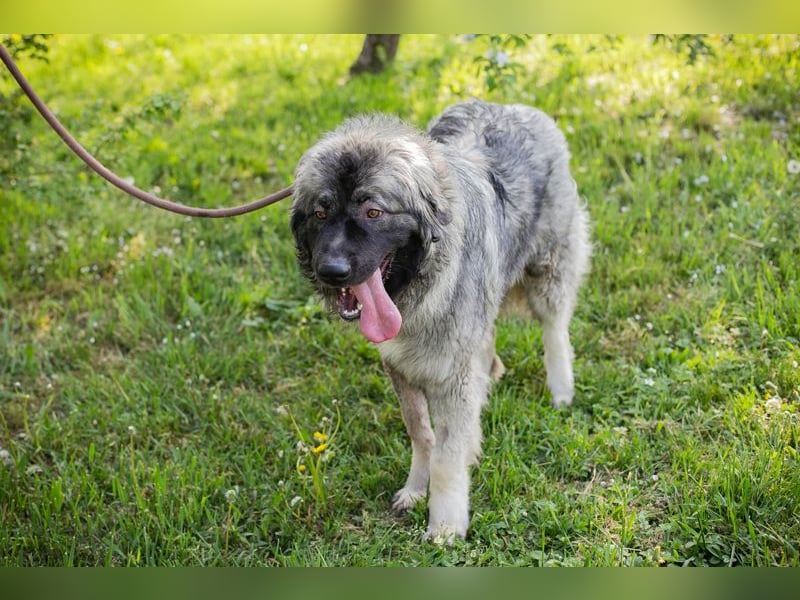 Chip 271554 sucht ein Zuhause