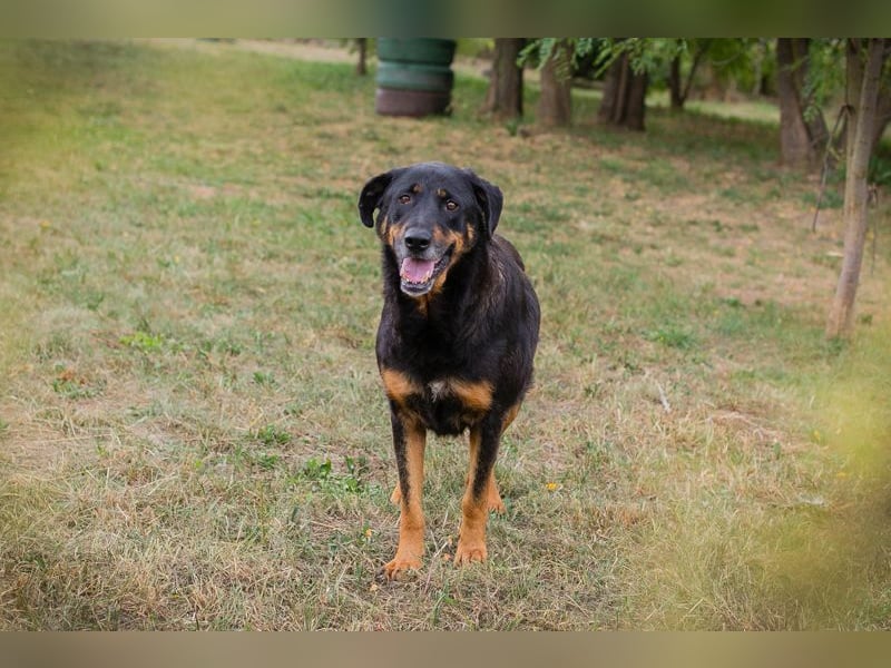 Chip 268343: sucht ein Zuhause