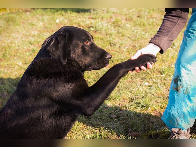 Knut sucht ein Zuhause