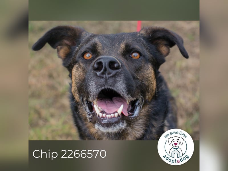Chip 2266570 sucht ein zu Hause