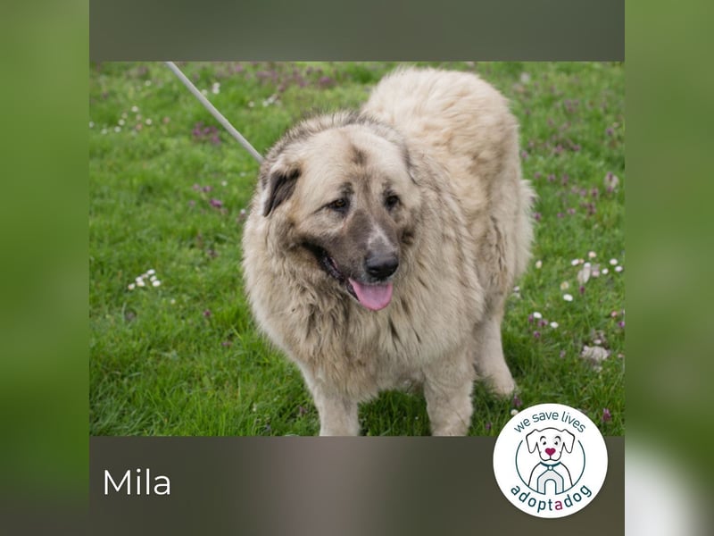 Mila sucht ein Zuhause