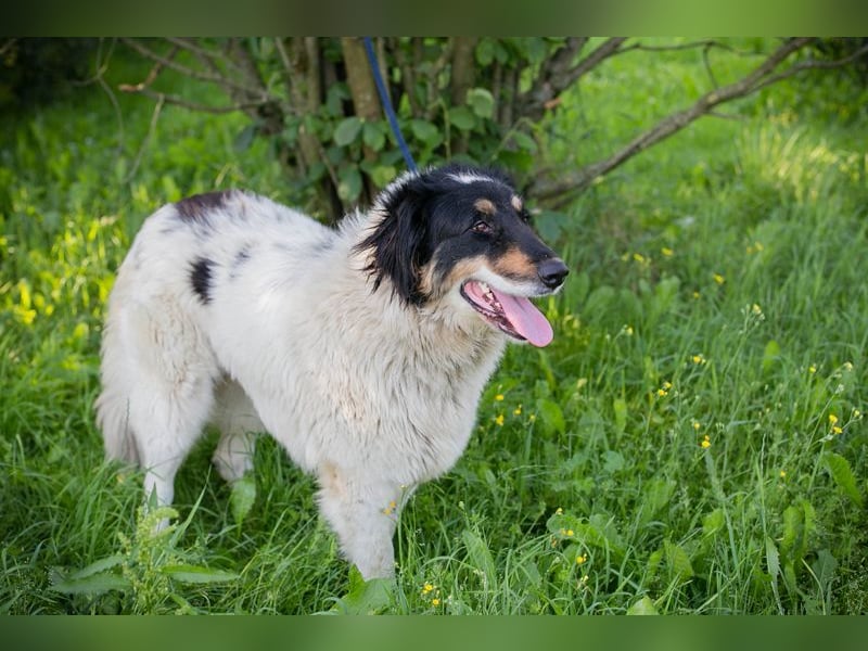 Betsy sucht ein Zuhause