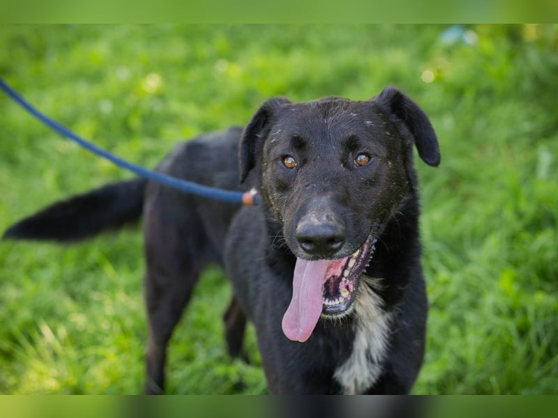 Comet sucht ein Zuhause