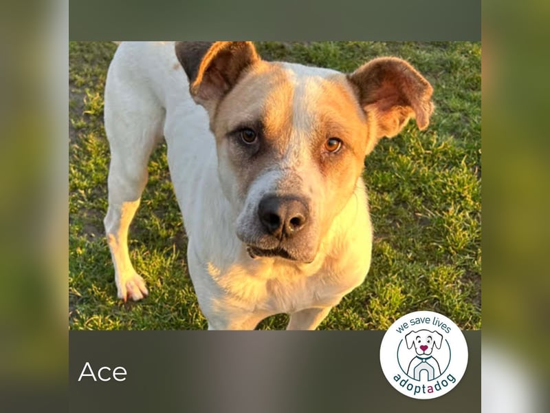 Ace: Ein Herz so groß wie er