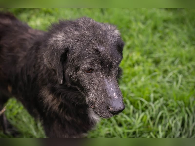 Orion: Schwanzwedelnd unterwegs