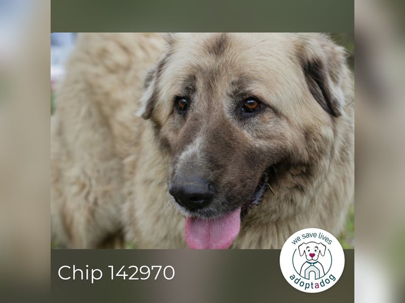 Chip 142970 sucht ein Zuhause
