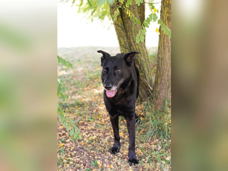 Mino – starker, treuer Rüde sucht liebevolles Zuhause