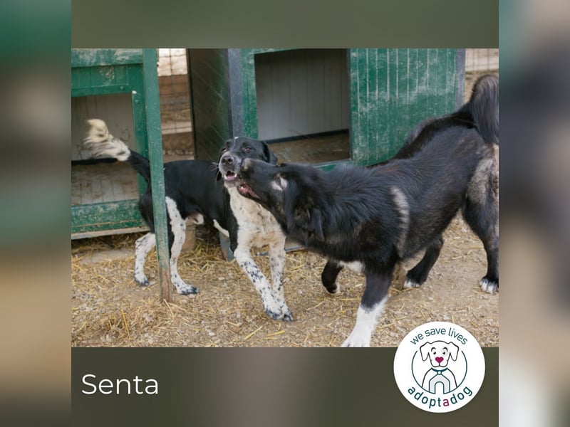 Senta: Neugierig und voller Lebensfreude