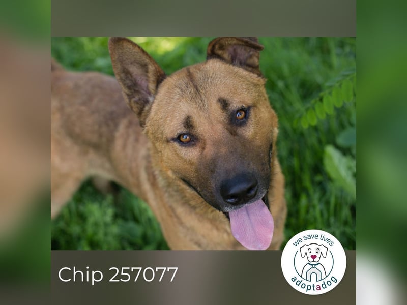 Chip 257077 sucht ein Zuhause