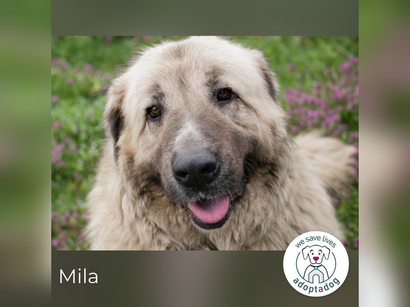 Mila sucht ein Zuhause