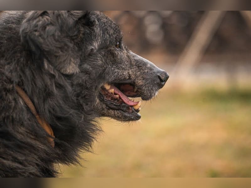 Orion: Schwanzwedelnd unterwegs