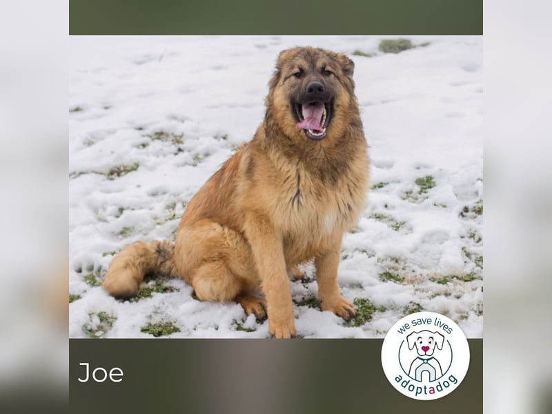 Joe: Fröhlicher, verspielter Riese