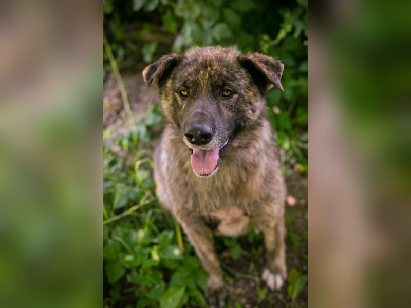 Chip 2159336 sucht ein Zuhause