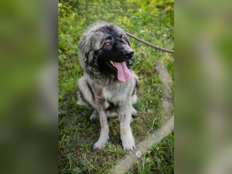 Chip 271554 sucht ein Zuhause