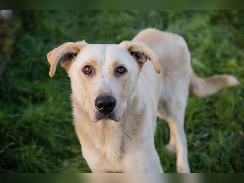 Elijah: Bester Freund gesucht