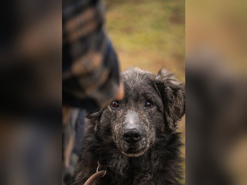 Orion: Schwanzwedelnd unterwegs