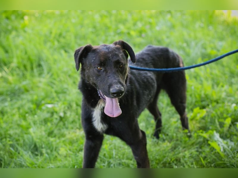 Comet sucht ein Zuhause
