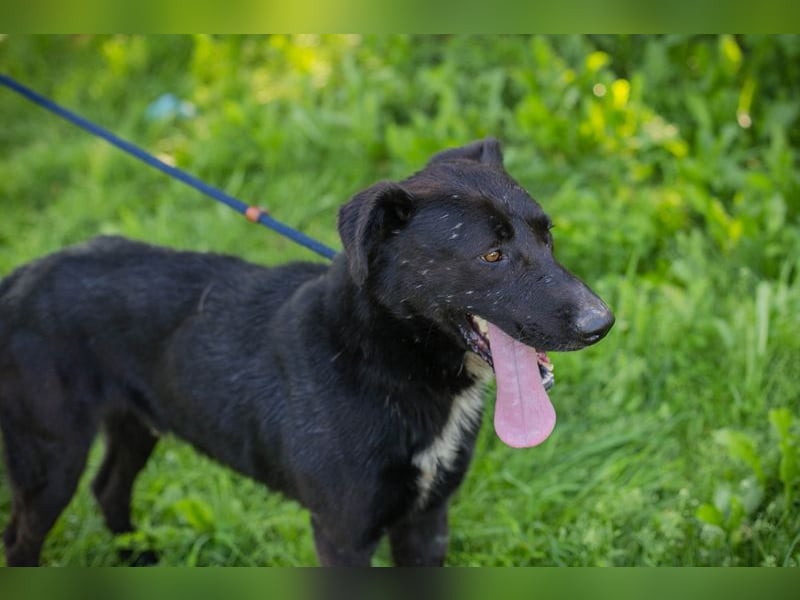 Comet sucht ein Zuhause