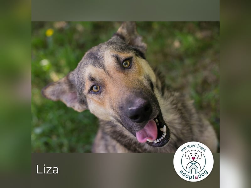 Liza 267563  sucht ein zu Hause