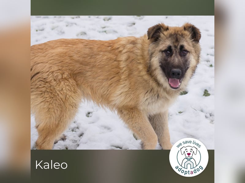 Kaleo: Fröhlicher, verspielter Riese