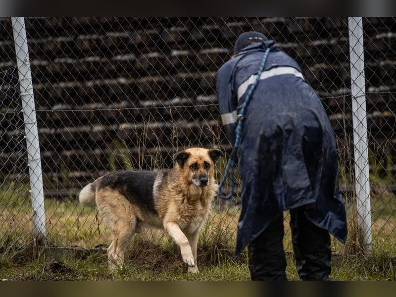 Chiku: Entspannt, entspannter, Chiku!