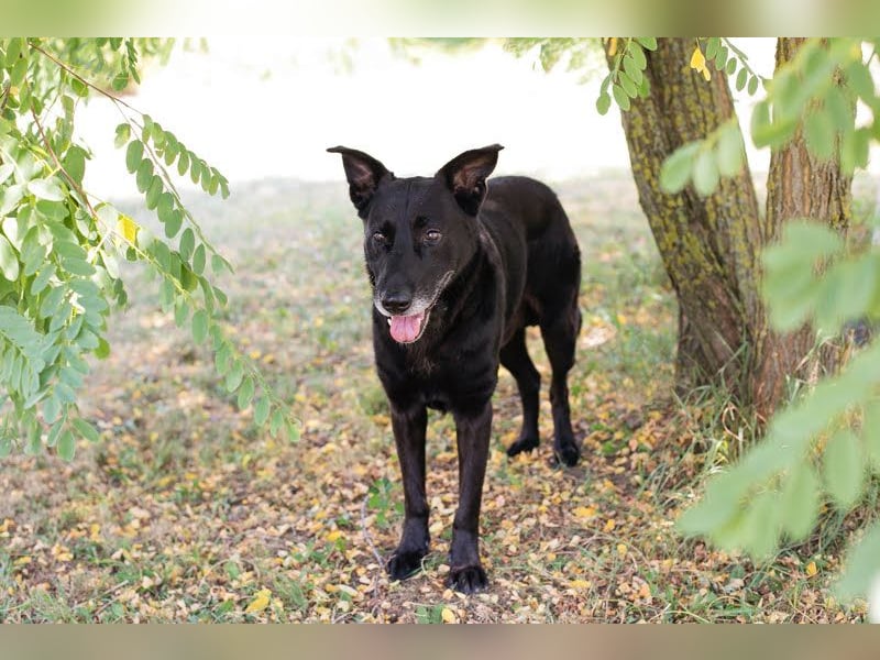 Mino: Stark, treu und voller Liebe