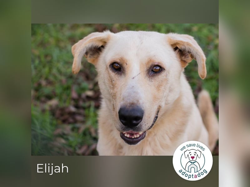 Elijah: Bester Freund gesucht