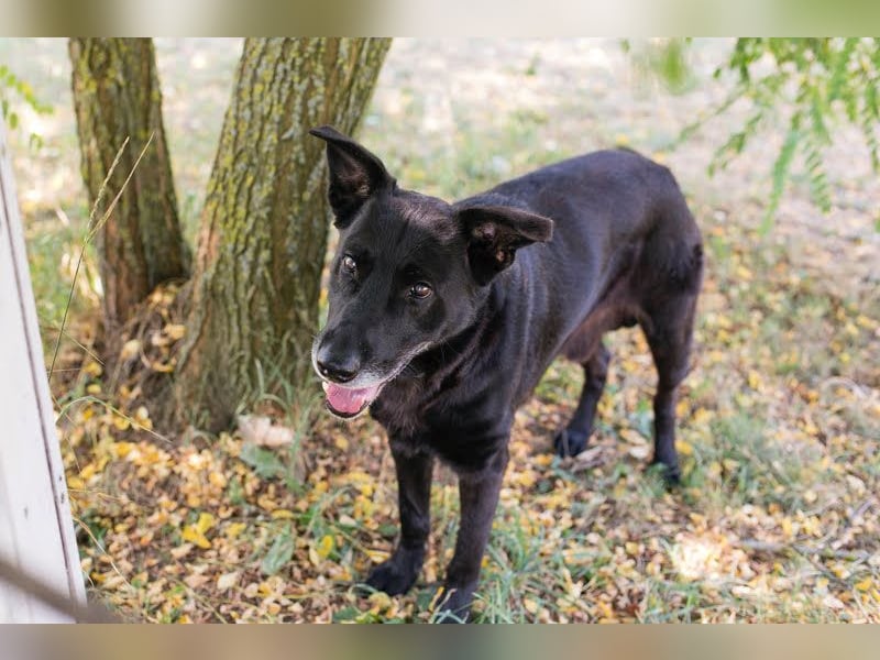 Mino: Stark, treu und voller Liebe