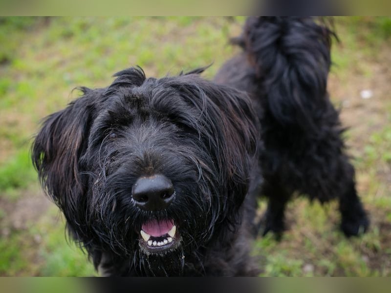 Nelson: Junghund sucht ein Zuhause