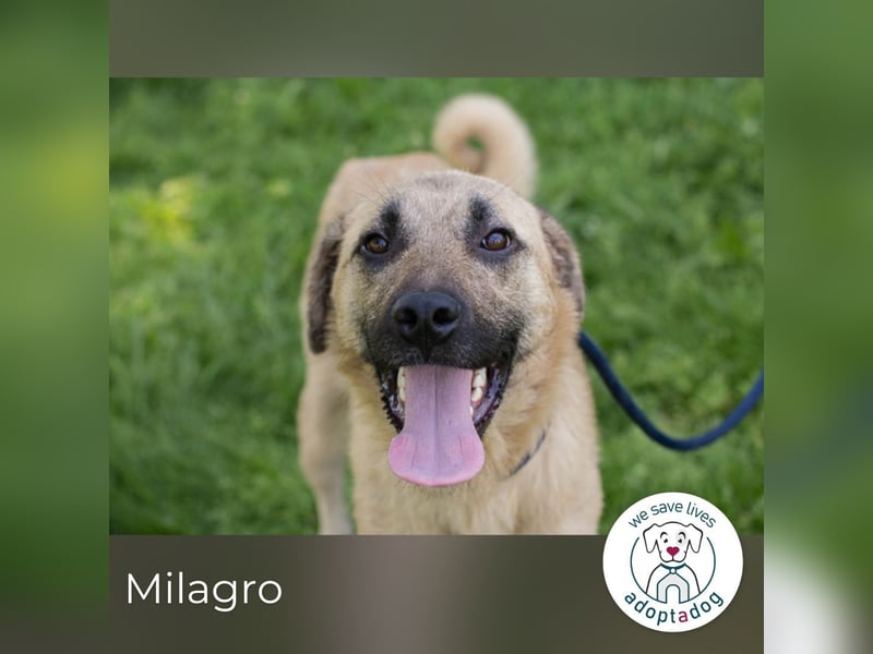 Milagro sucht ein Zuhause