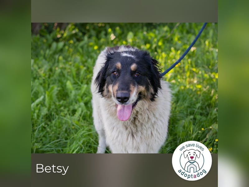 Betsy sucht ein Zuhause