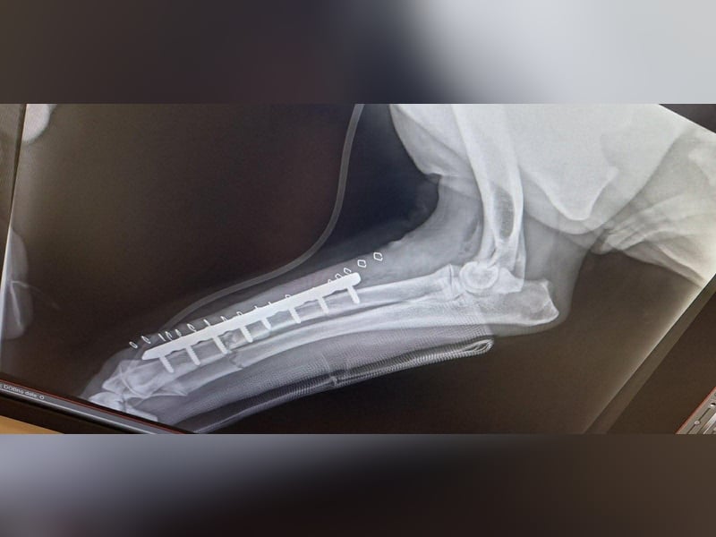 Chip 271554 sucht ein Zuhause