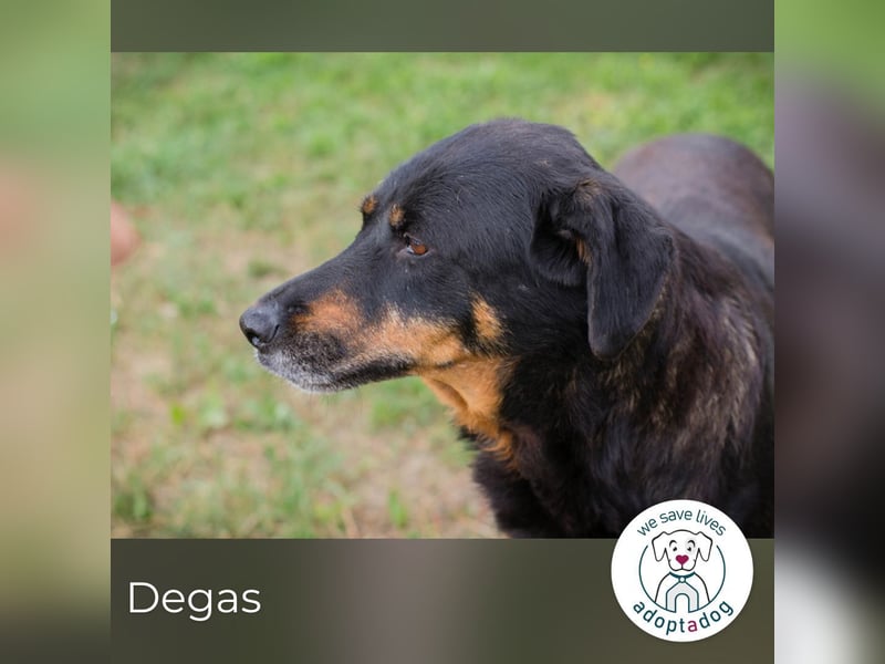 Degas 268343 sucht ein zu Hause