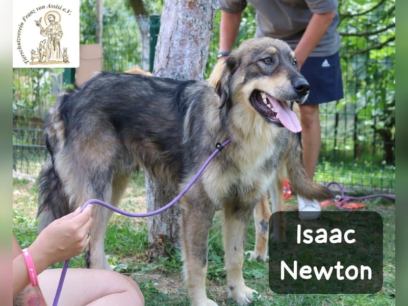 Isaac Newton – Abenteurer auf vier Pfoten!