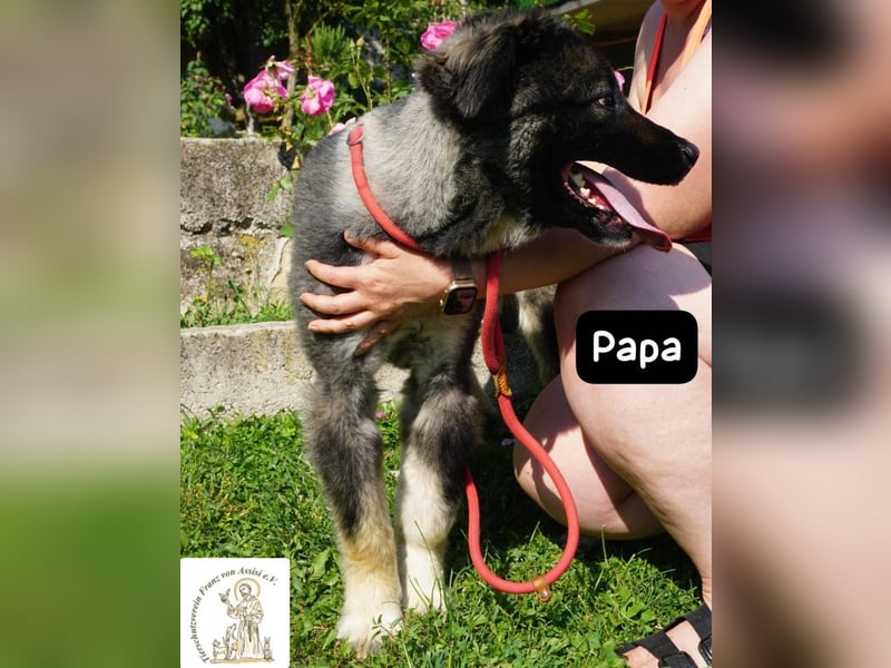 Papa – Ein Held, so weich wie seine Pfoten!