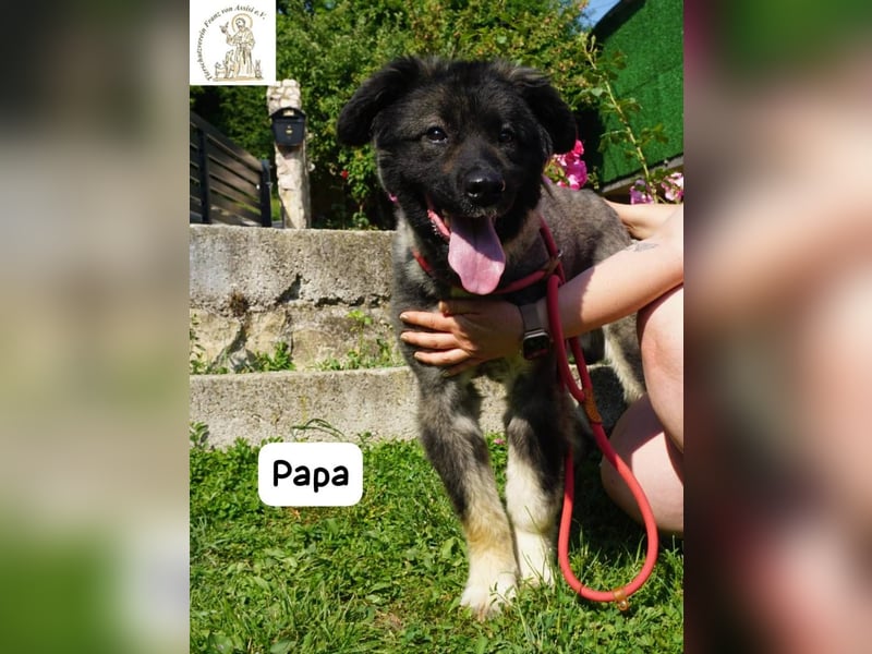 Papa – Ein Held, so weich wie seine Pfoten!