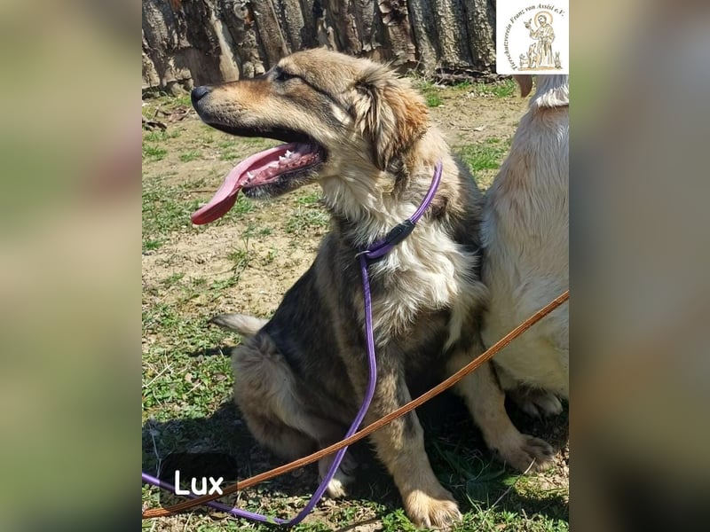 Lux – der kleine Abenteurer auf vier Pfoten!