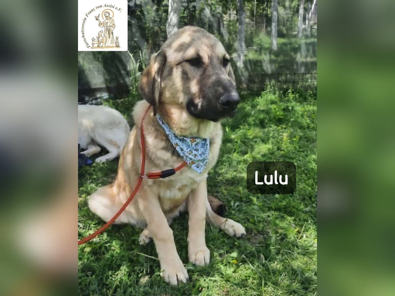 Lulu – kleiner Entdecker auf der Suche nach seinem Team!