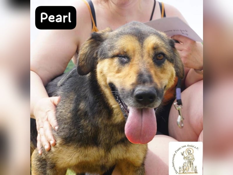 Pearl – Die Hündin, die die Welt auf ihre eigene Weise sieht!