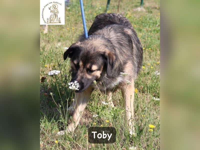 Toby – hat Pläne … große!