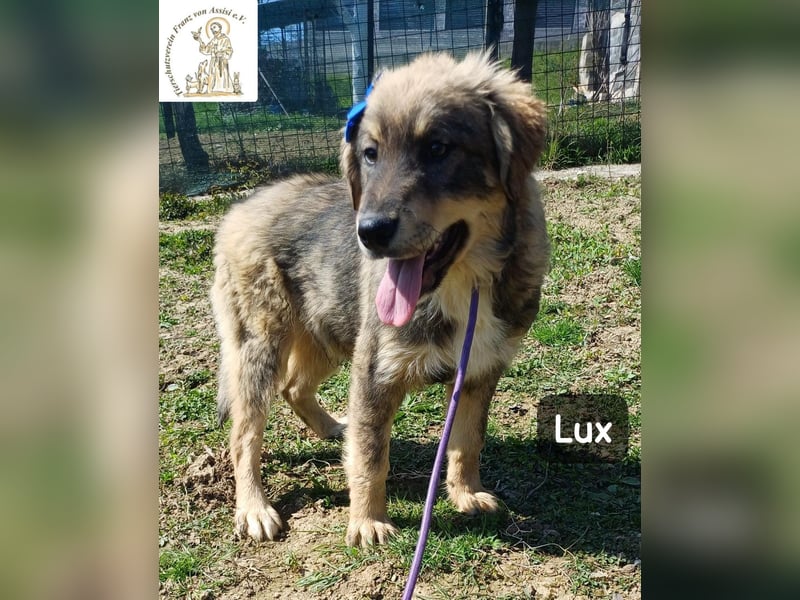 Lux – der kleine Abenteurer auf vier Pfoten!