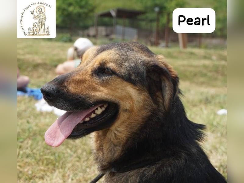 Pearl – Die Hündin, die die Welt auf ihre eigene Weise sieht!