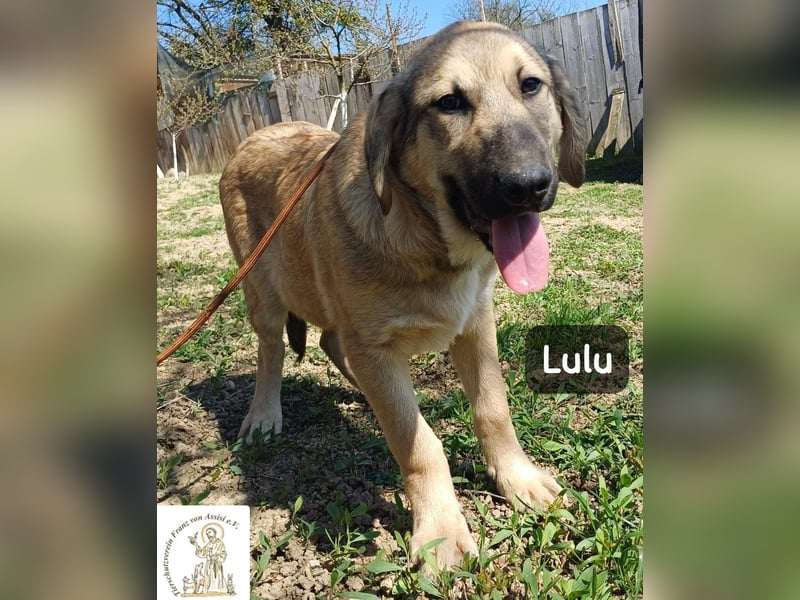 Lulu – kleiner Entdecker auf der Suche nach seinem Team!
