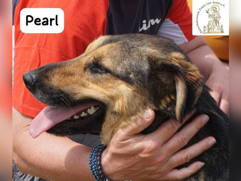 Pearl – Die Hündin, die die Welt auf ihre eigene Weise sieht!